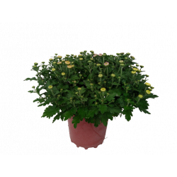 Chrysanthème petites fleurs...
