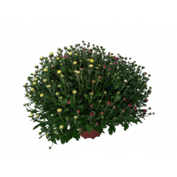 Chrysanthème petites fleurs...