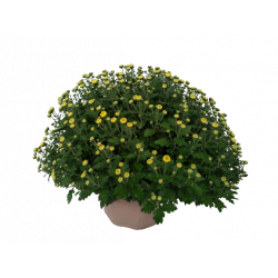 Chrysanthème petites fleurs...