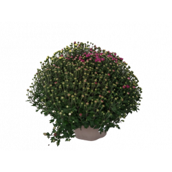 Chrysanthème petites fleurs...