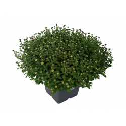 Chrysanthème petites fleurs...