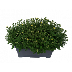 Chrysanthème petites fleurs...