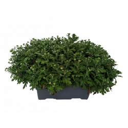 Chrysanthème petites fleurs...