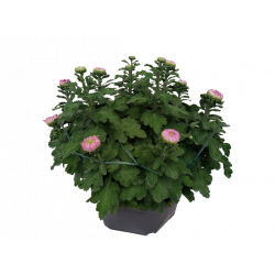 Chrysanthème coupe de 7-8...