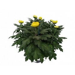 Chrysanthème coupe de 15...