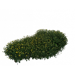 Chrysanthème Cascade...