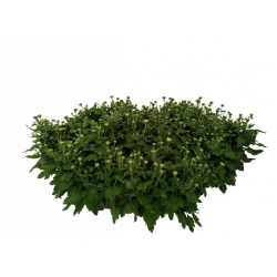 Chrysanthème petites fleurs...