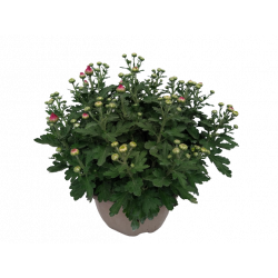 Chrysanthème petites fleurs...
