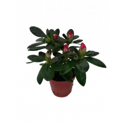 Azalée baby d'intérieur Ø 6