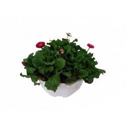 Pâquerette Coupe de 21 cm