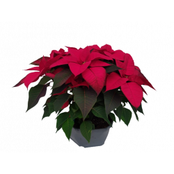Poinsettia Composition...