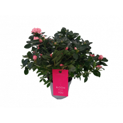 Azalée d'intérieur Ø15 cm...