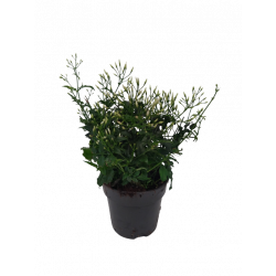 Jasmin polyanthum boutons Ø...