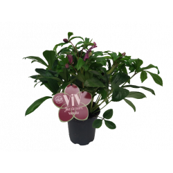 Hellebore Rose de Noël Viv...