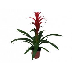 Guzmania Ø 15 cm