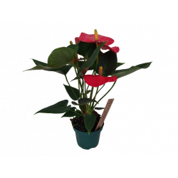 Anthurium Ø 9 cm