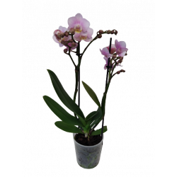 Orchidée Ø 9 cm 2 branches