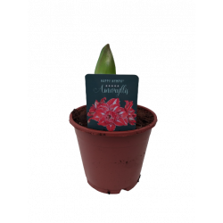 Amaryllis fleurs doubles 2...