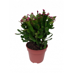 Epiphyllum pot de 17 cm