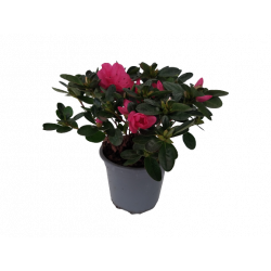 Azalée japonaise Ø 10.5 cm...