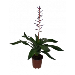 Aechmea bilbergia blue rain...