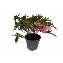 Azalée vivace pour...