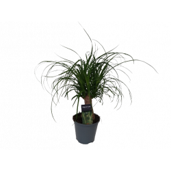 Beaucarnea tige pot 14 cm...