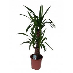 Yucca 2 troncs 45-20 cm pot...