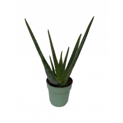 Aloe vera pot de Ø 12 cm