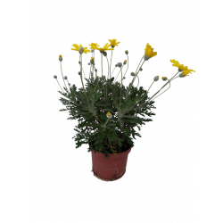 Euryops silverstar Ø 15 cm