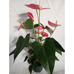 Anthurium Ø 14 cm