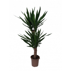 Yucca 2 troncs 60/30 cm pot...