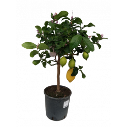 Agrume citronnier jaune pot...