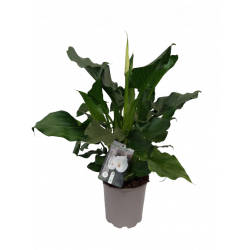 Calla blanc Ø 20 cm
