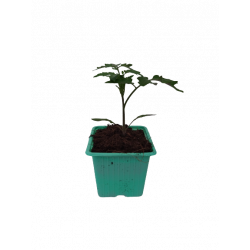 Tomate Grappelina F1 godet...