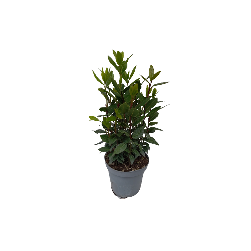 Laurier sauce pot de Ø 14 cm