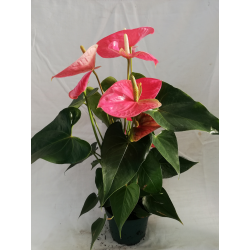 Anthurium Ø 17 cm