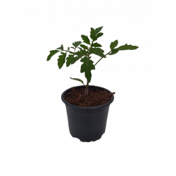 Tomate Cerise Cookie F1 pot...