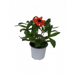 Zinnia pot Ø 10.5 cm