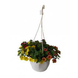 Calibrachoa Suspension Ø 27 cm