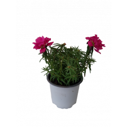 Pourpier portulaca fleurs...