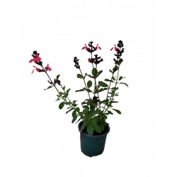 Sauge vivace Ø 10.5 cm