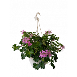 Géranium Balcon pot...