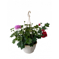 Géranium lierre double pot...
