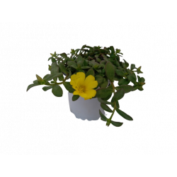 Pourpier fleurs unicolore Ø...