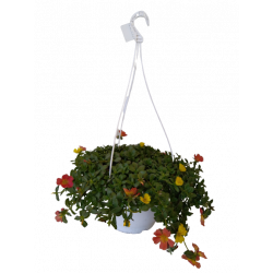 Pourpier fleurs suspension...