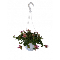 Pourpier fleurs suspension...