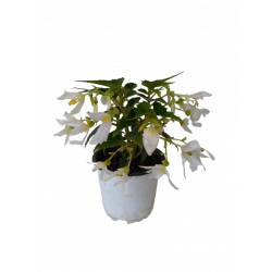 Bégonia retombant Ø 12 cm