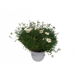 Anthemis blanche Ø 22 cm