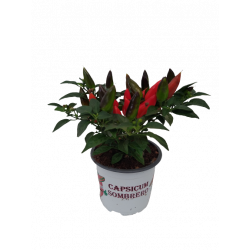Piment d'ornement pot de...